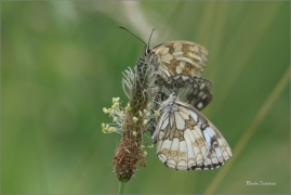 <p>OKÁČ BOJÍNKOVÝ (Melanargia galathea) ----- /Marbled white - Schachbrett (Schmetterling)/</p>